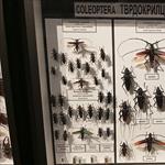 Посета Природњачком музеју, март 2026.